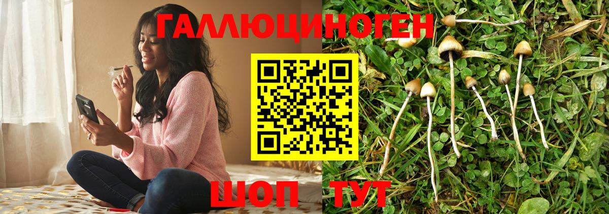 Псилоцибиновые грибы Cubensis Сунжа